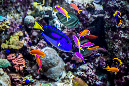 珊瑚礁上的水族馆热带鱼类荒野殖民地购物中心珊瑚情调架子花园生活异国呼吸管图片