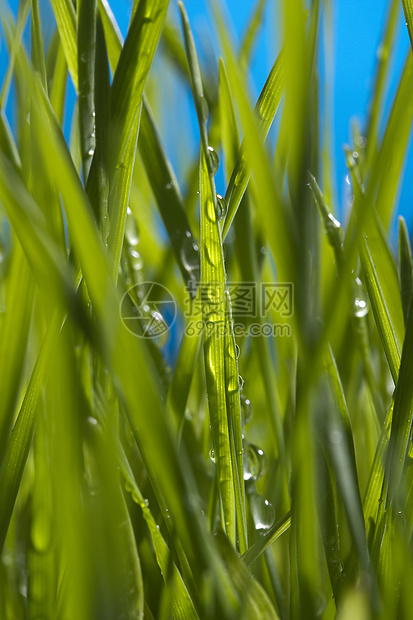 绿绿草活力植物生态花园生长叶子蓝色小麦环境雨滴图片