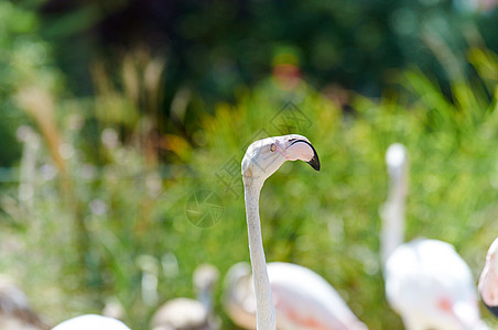 沼泽中的火烈哥异国荒野野生动物粉色动物园翅膀火烈鸟脖子池塘羽毛图片