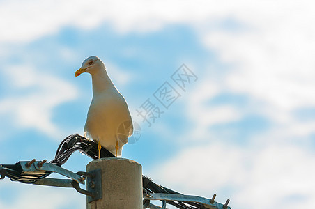 电塔上的海鸥冒充白色翅膀日落海鸟海洋海滩荒野羽毛野生动物图片