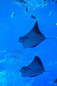 鱼 珊瑚礁上的水族馆热带鱼类呼吸管潜水鲨鱼花园太阳光野生动物荒野珊瑚殖民地生活图片