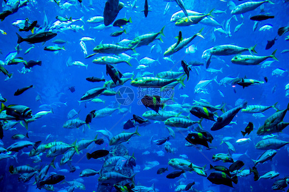 珊瑚礁上的水族馆热带鱼类架子学校野生动物购物中心荒野海洋环礁潜水居住珊瑚图片