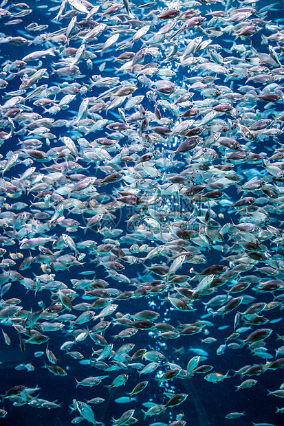 珊瑚礁上的水族馆热带鱼类花园架子海绵海洋殖民地学校居住生活野生动物荒野图片