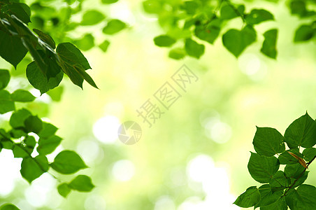 一些新鲜绿色叶子的贴合照片植物人植物生活生长植物学幼苗发芽生态草本植物蔬菜图片