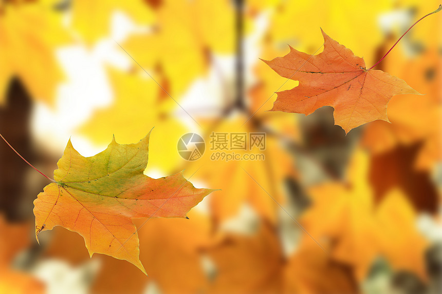 金秋秋干叶秋叶植物枫叶空气墙纸宏观生态太阳季节图片