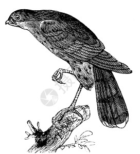 尖雀鹰或飞鸟养殖器 鸟类古董插图图片