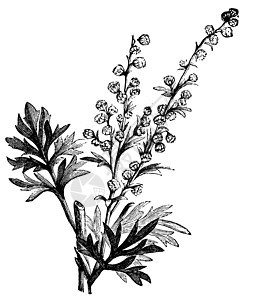 Absinthe 植物 青蒿素亚或虫木雕刻图片