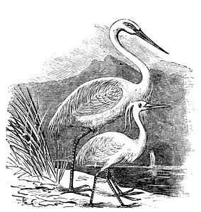 雕刻伟大的Egret(ardea alba)和小Egret(ardea)图片