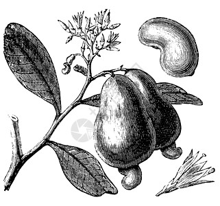 西方腰果或和坚果蚀刻热带绘画植物水果食物古董花生雕刻艺术品图片