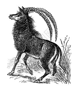 黑貂羚羊 aigocerus 尼日尔或尼日尔复古 eng大草原雕刻打印蚀刻绘画头发荒野喇叭插图耳朵图片