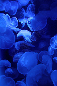 水母鱼潜艇生物月亮潜水辉光飞碟风险动物水族馆珊瑚图片