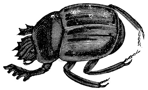Scarab蜜蜂或 重雕刻蚀刻甲虫腐肉插图触角盘子艺术品薄片绘画蛴螬图片