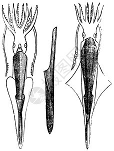 Belemnites 古代雕刻化石海洋箭石艺术品侏罗纪头足类蚀刻触手艺术菱形图片