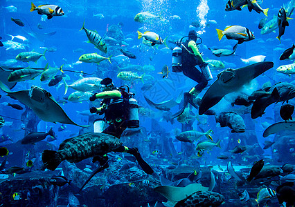 迪拜的大型水族馆 不同的鱼群图片