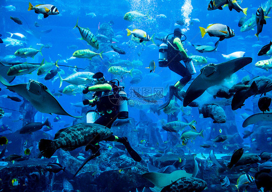 迪拜的大型水族馆 不同的鱼群图片