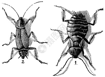 男性和女性蟑螂左男右女vint生物生物学绘画艺术品昆虫档案打印插图草图艺术图片