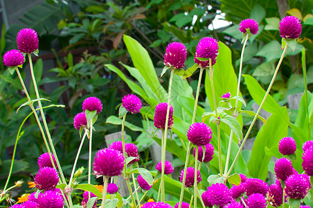 球苋或花园团体植物学墙纸微分香气植物紫色活力野花图片