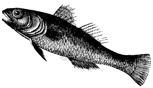黑虾虎鱼或戈比乌斯雕刻插图绘画草图古董动物群艺术品鲈形目艺术生物学打印图片