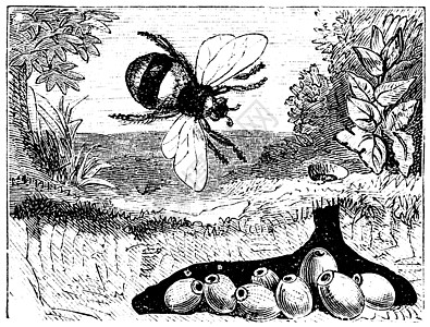 或小黄蜂 大黄蜂 巢 温植物昆虫打印艺术生物学熊蜂树木蜜蜂动物动物群图片