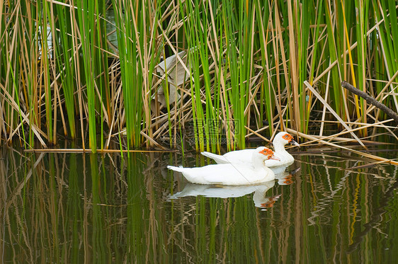 湖中白鸭白色反射荒野游泳乐趣翅膀鸭子团队图片