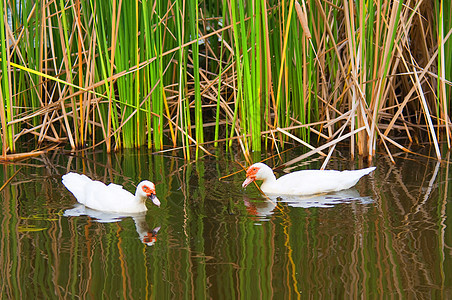 湖中白鸭游泳荒野鸭子翅膀团队白色乐趣反射图片