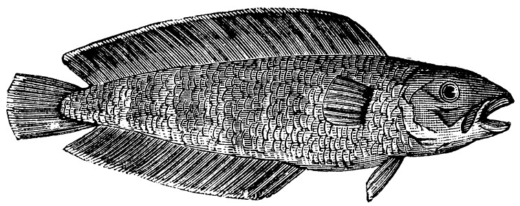 库斯克或布鲁斯米兄弟 海洋 鱼类 古典雕刻古董生物艺术插图硬骨绘画打印海鲜养殖鳕鱼图片