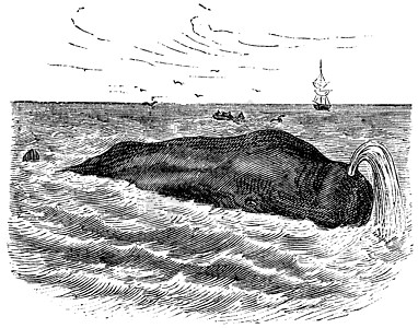 抹香鲸或 海洋 哺乳动物 葡萄酒 e鲸蜡正方形水产草图养殖绘画插图艺术古董动物群图片
