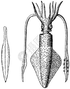 欧洲丝袜或洛利戈粗俗 斯奎德 古董雕刻打印地幔水产正方形动物艺术品乌贼插图艺术养殖图片