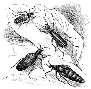 Cantharis 或 lytta 背心或西班牙 的 苍蝇古典石膏生物学昆虫绘画叶子古董甲虫艺术品野生动物昆虫学艺术图片