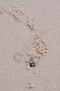 快速陆地螃蟹正方形海岸居住海滩荒野宏观热带动物海洋野生动物背景图片