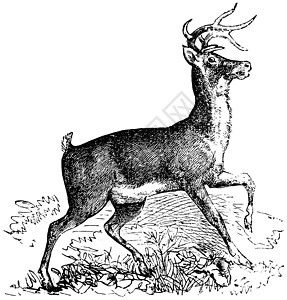 白尾或弗吉尼亚鹿的年华雕刻打印绘画艺术品哺乳动物古董鹿角场地反刍动物耳蜗野生动物图片