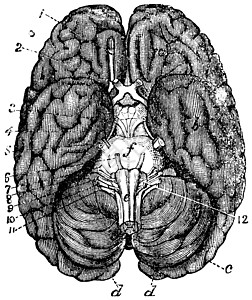 人类脑古代雕刻生理艺术解剖学科学头脑数字蚀刻大脑古董打印图片