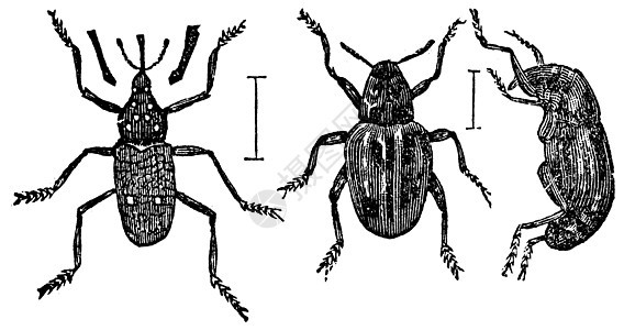 恶毒的古代雕刻甲虫打印艺术绘画食草艺术品昆虫昆虫学害虫天线图片