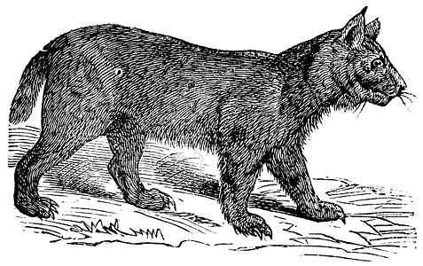 Lynx 旧书雕刻捕食者头发簇绒眼睛发光蚀刻耳朵野生动物哺乳动物绘画图片
