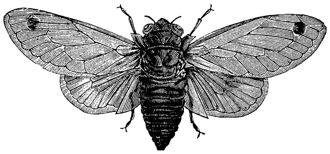 十七年蝉或或昆虫古董绘画同步雕刻若虫十进制周期性情况插图图片