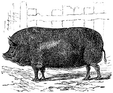 Essex 或古代雕刻动物学古董猪舍马鞍绘画家畜母猪耳朵饲料艺术品图片