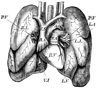 人类心脏和肺部古老的雕刻解剖学男人解剖学习古董药品器官考试有氧运动打印背景图片