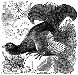 黑松鸡或 Blackgame 或复古雕刻动物学艺术品艺术插图绘画动物群大道野生动物蚀刻帽子图片