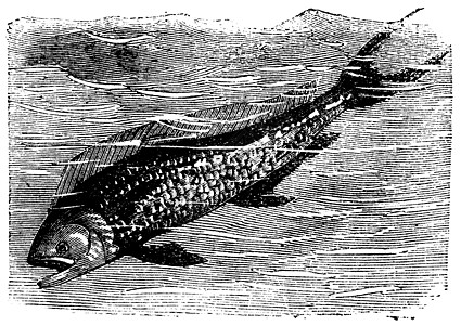 海豚 多拉多鱼或科里法耶纳螺旋藻钓鱼食物鲈形目古董鱼肉艺术品插图绘画雕刻骑马图片