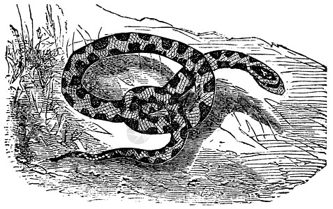 鸡蛇或鼠蛇或伊拉斐螺 比图菲斯爬虫打印冬眠玉米艺术品插图艺术黑色素动物松树图片