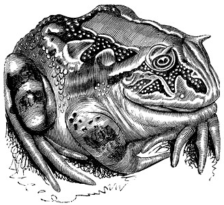苏里南角蛙或亚马逊角蛙或脊椎动物插图艺术打印异国荒野动物学动物绘画雕刻图片