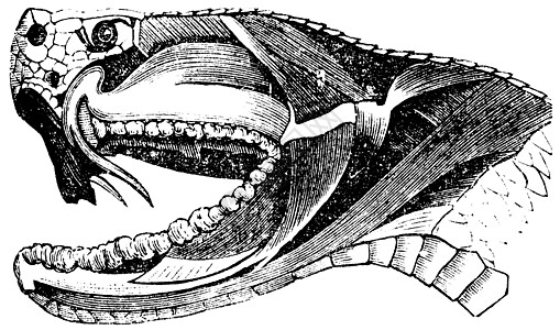 毒蛇头老旧雕刻爬行动物獠牙古董脊椎动物蝮蛇致命危险艺术品蛇皮野生动物图片