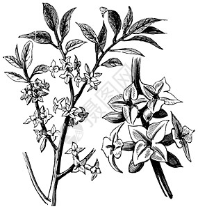 Daphne或古代雕刻种子白色叶子园艺植物群中庭绘画艺术品花园水果图片