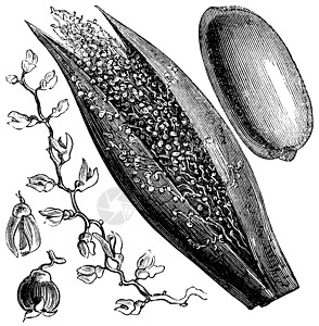 日期 棕榈或凤凰仙人掌 古代雕刻艺术品水果蚀刻浆果白色绘画插图艺术花序植物群图片