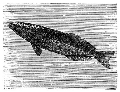 或古代雕刻绘画艺术插图动物短翅目蚀刻动物学动物群海洋旗鱼图片