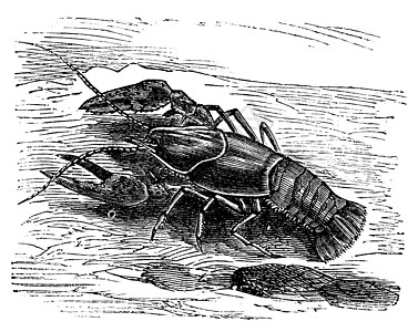 龙虾或龙虾或Astacus螺旋藻 古代雕刻甲壳纲蚀刻艺术品淡水动物群海洋海鲜古董动物甲壳图片