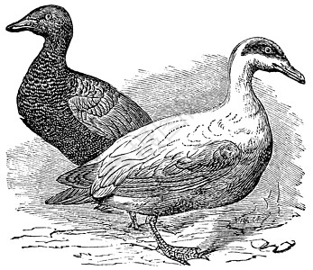 普通羽绒或艺术品鸭子脊椎动物鸟类翅膀动物群北极星雕刻动物学梳妆台图片