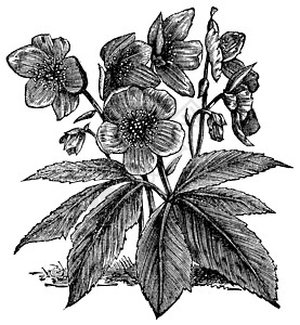 黑色黑黑海勒巴或圣诞玫瑰或旧年e蚀刻绘画毛茛植物学植物植物群花园古董园艺艺术图片
