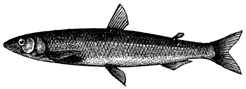 冶炼或欧洲冶炼或 复古雕刻野生动物海洋动物学脊椎动物钓鱼古董艺术品鱼种绘画蚀刻图片