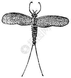 Mayfly 或 Dayfly 或 Shadfly 或或 Lake Fly 或 Fis翅膀蚀刻蜉蝣沙蝇昆虫学蜉蝣目动物学插图动物图片